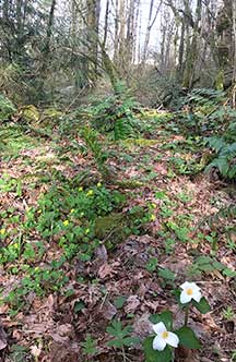 bluffs trillia