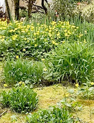 celandine