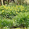April 2019 Gardening & plant sales