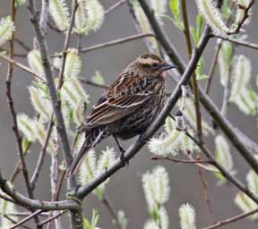 female blackbird