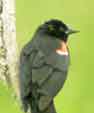 blackbird