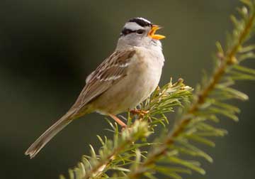 white-crowned sparrow