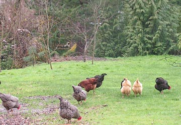 chickens