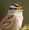 woodpecker