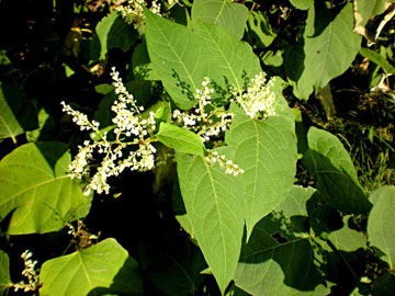knotweed