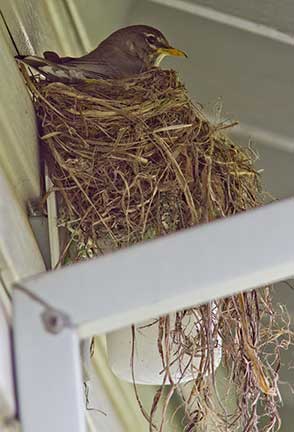 american robin