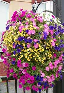 hanging_basket