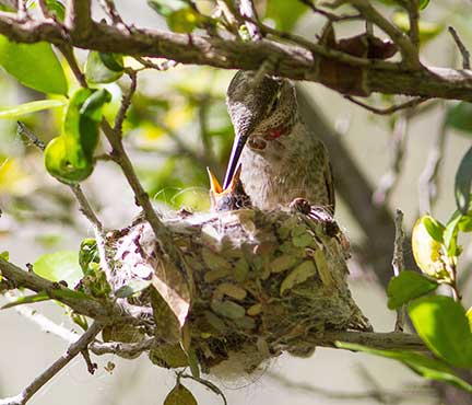 hummingbird