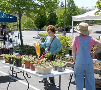 plant_sale