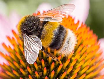bumblebee