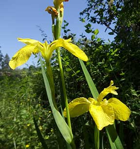 yellow iris