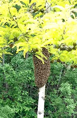 honeybee swarm