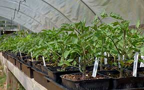 Tomatoes growing in one of the hoophouse greenhouses at Terra Nova Farm.