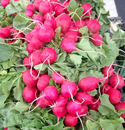 There will be radishes!