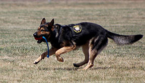 Sheriff's dogs