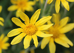native plant