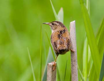 marsh wren