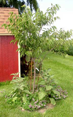 persimmon guild