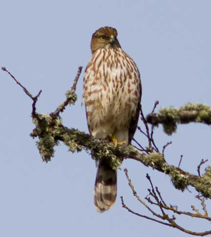 cooper's hawk