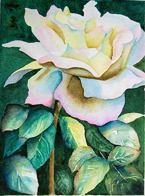 rose