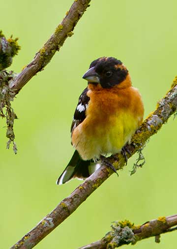 bird