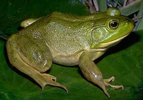 frog