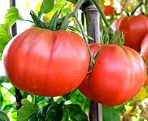 tomato