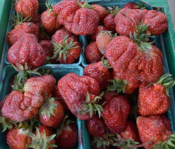 berries