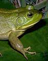 bullfrog