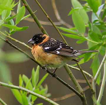 grosbeak