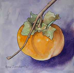 eisenbart persimmon