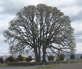 oaks