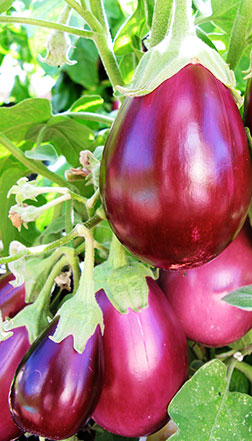 eggplant