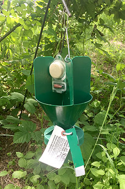beetle trap