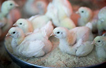 baby chicks