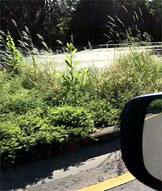 Saltzman median
