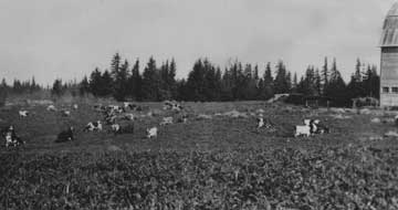 cows