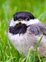 chickadee