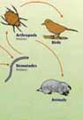Soil food web