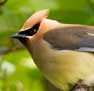 woodpecker