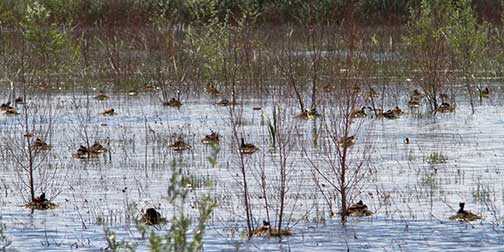 grebes