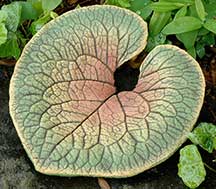 leaf