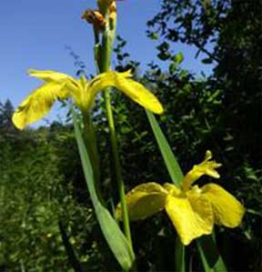 Yellow Flag Iris