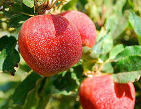 apple