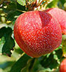 home orchards