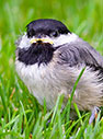 Chickadee Baby