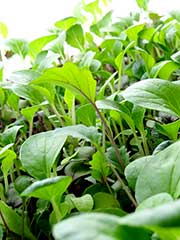 microgreens
