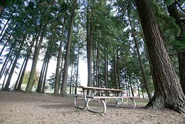 park picnic table