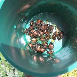Beetles