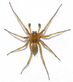 Hobo spider
